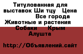 Титулованная для выставок Ши-тцу › Цена ­ 100 000 - Все города Животные и растения » Собаки   . Крым,Алушта